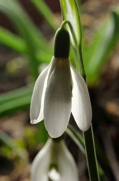 Snowdrops with dew in spring Stock Photos