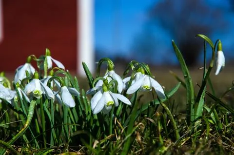Snowdrops with dewdrops Stock Photos