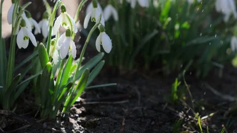 Snowdrops with drops of rain. Stock Footage 219251496