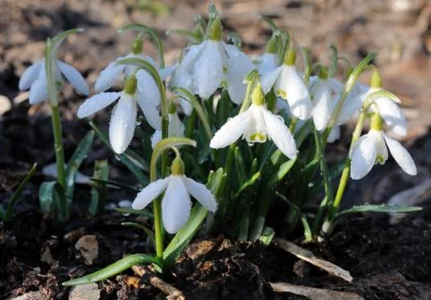 Snowdrops with drops of water Stock Photos