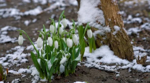 Snowdrops during snowfall and wind. Stock Footage 60697547