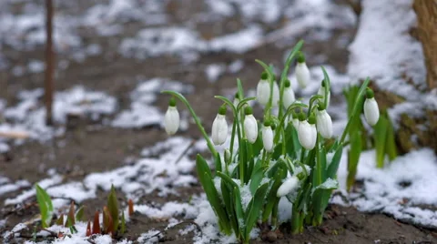 Snowdrops during snowfall. Stock Footage 60697548