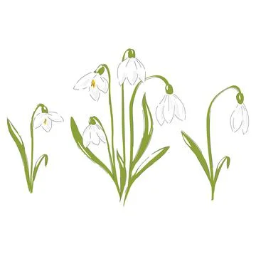 Snowdrops early spring flower Stock Illustration