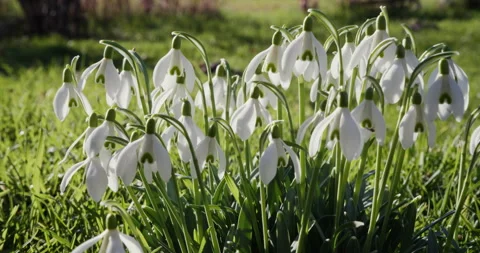 Snowdrops in early spring Stock Footage 264968759
