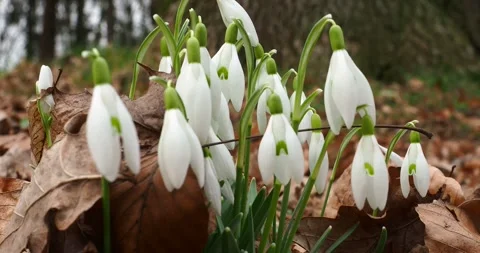 Snowdrops in Early Spring with Slow Zoom Out Stock Footage 343773323