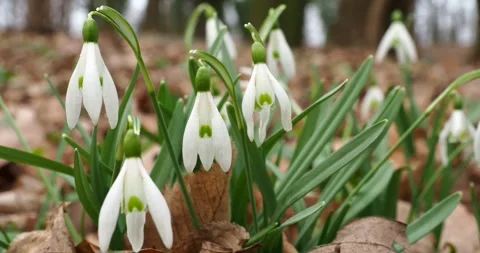 Snowdrops in Early Spring with Slow Zoom Out Stockbeeldmateriaal 343773401
