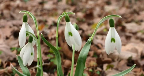 Snowdrops in Early Spring with Slow Zoom Out Stock-Footage 343773929