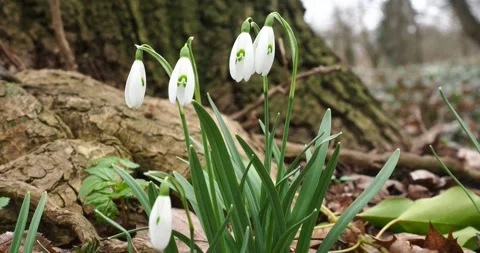 Snowdrops in Early Spring with Slow Zoom in and out Stockbeeldmateriaal 343901671