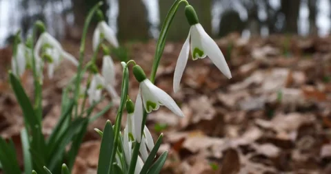 Snowdrops in Early Spring with Slow Zoom in and out Stock Footage 344011769