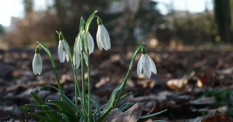 Snowdrops in Early Spring Sunshine Moving Gently in the Wind Stock Footage 344212181