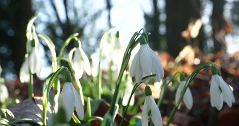 Snowdrops in Early Spring Sunshine Moving Gently in the Wind Stock Footage 344213837