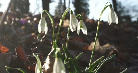 Snowdrops in Early Spring Sunshine Moving Gently in the Wind Stock Footage 344453211
