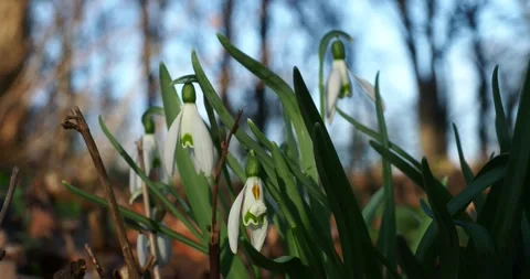 Snowdrops in Early Spring Sunshine Moving Gently in the Wind Stock Footage 344462924