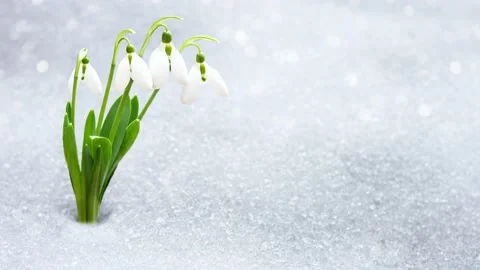Snowdrops in early spring from under the snow with a place for the inscription . Stock Footage 150249646