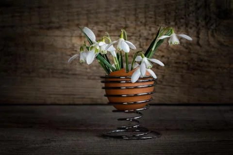 Snowdrops in an egg stand Stock Photos