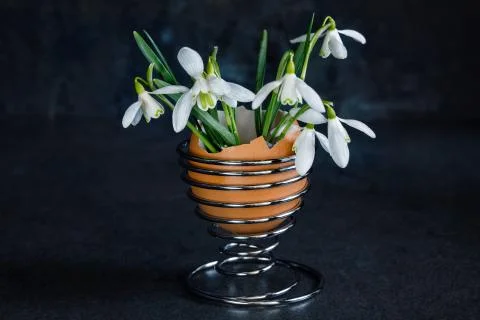 Snowdrops in an egg stand Stock Photos