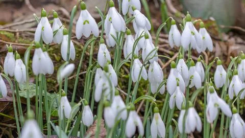 Snowdrops emerge Stock Photos