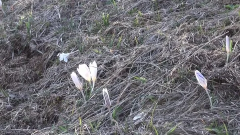Snowdrops evening Stock Footage 69740142