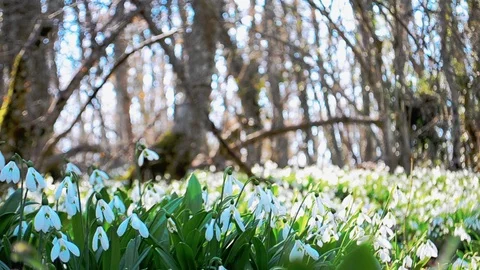 Snowdrops' field Stock Footage 126289863