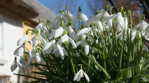 Snowdrops - the first sign of spring Stock Footage 10827013