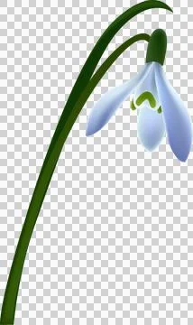 Snowdrops, first spring flowers. Blossomed floral plant, delicate gentle bl.. Stock Illustration