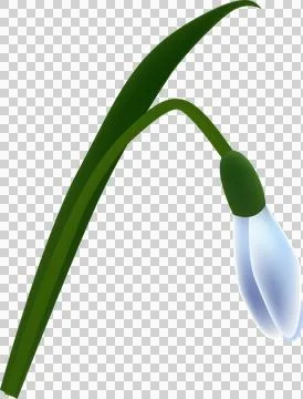 Snowdrops, first spring flowers. Blossomed floral plant, delicate gentle bl.. Stock Illustration