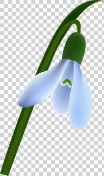 Snowdrops, first spring flowers. Blossomed floral plant, delicate gentle bl.. Stock Illustration