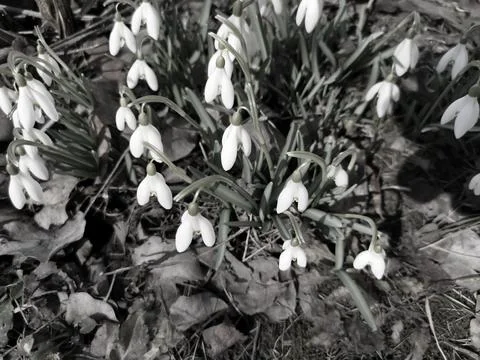 Snowdrops - the first spring flowers in the clearing Foto stock