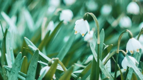 Snowdrops, The First Spring Flowers Stock Footage 61710720