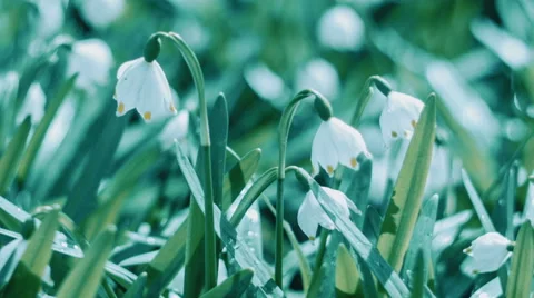 Snowdrops, The First Spring Flowers Stock Footage 61711759