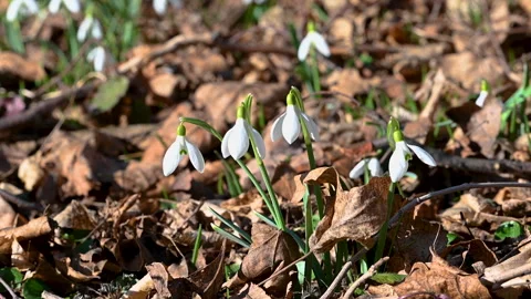Snowdrops first spring flowers Stock Footage 303725175