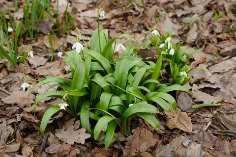 Snowdrops - the first spring flowers in the park Stock Photos