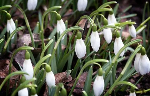 Snowdrops - the first spring flowers. Stock Photos