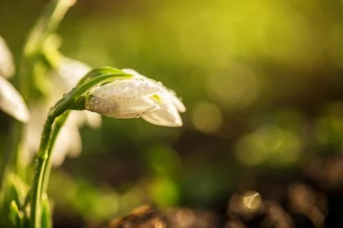 Snowdrops first spring flowers. Stock Photos