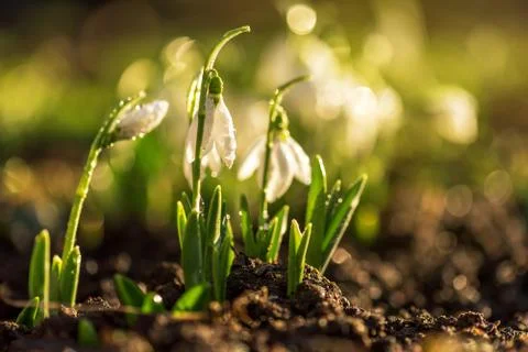 Snowdrops first spring flowers. Stock Photos