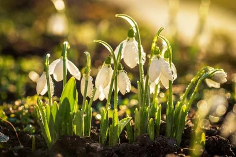 Snowdrops first spring flowers. Stock Photos