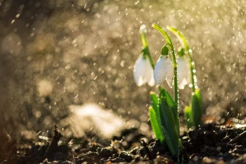 Snowdrops first spring flowers. Stock Photos