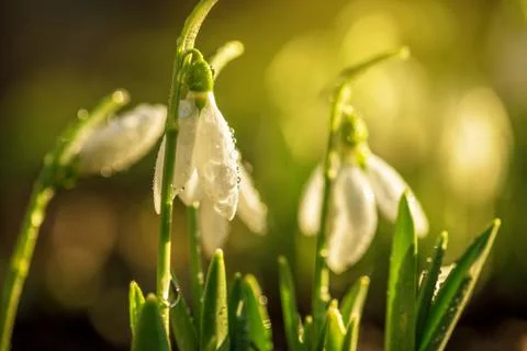 Snowdrops first spring flowers. Stock Photos
