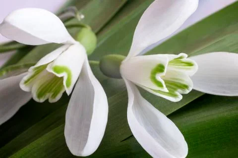 Snowdrops - the first spring flowers. Stock Photos