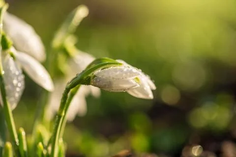 Snowdrops first spring flowers. Foto stock