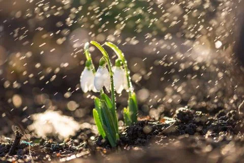 Snowdrops first spring flowers. Stock Photos