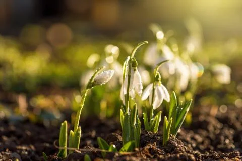 Snowdrops first spring flowers. Stock Photos
