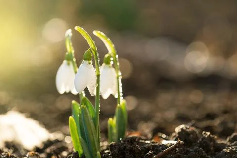 Snowdrops first spring flowers. Stock Photos