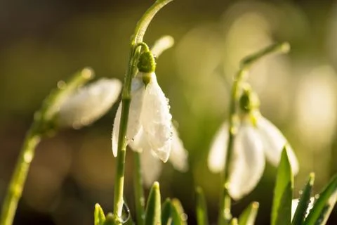 Snowdrops first spring flowers. Stock Photos