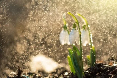 Snowdrops first spring flowers. Stock Photos