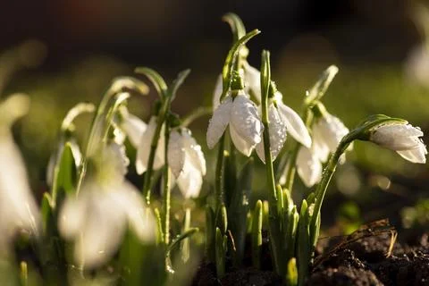 Snowdrops first spring flowers. Stock Photos