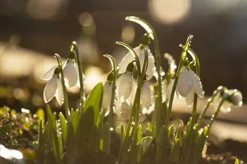 Snowdrops first spring flowers. Stock Photos