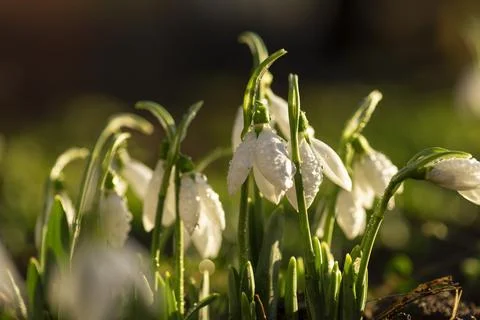 Snowdrops first spring flowers. Stock Photos