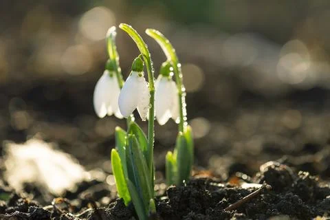 Snowdrops first spring flowers. Stock Photos