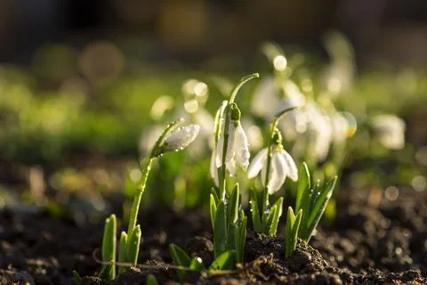 Snowdrops first spring flowers. Stock Photos